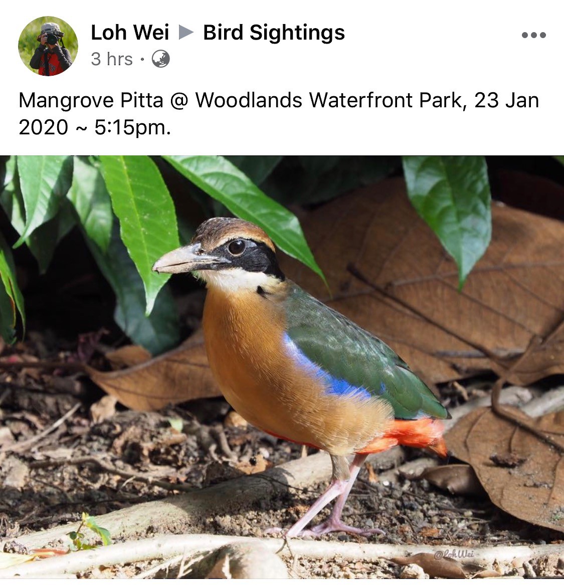 Mangrove Pitta - ML231593441