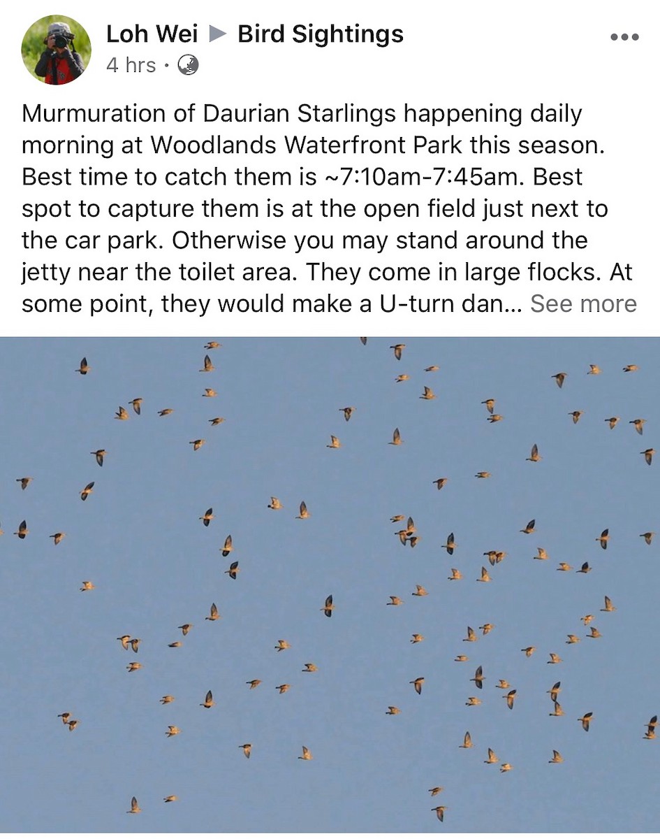 Daurian Starling - Singapore Social Media