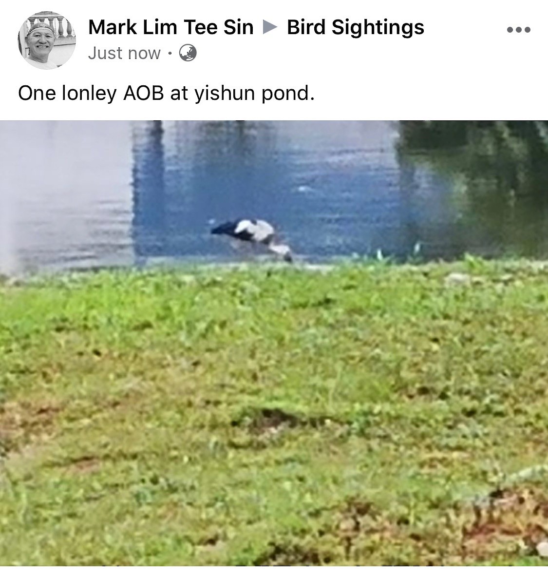 Asian Openbill - ML231594561