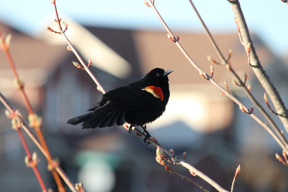 Red-winged Blackbird - ML231594731