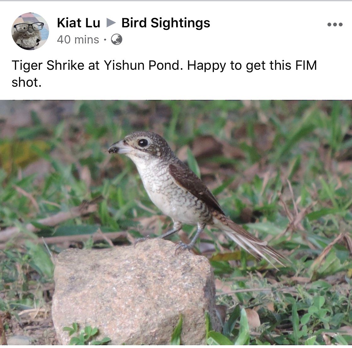 Tiger Shrike - ML231594961