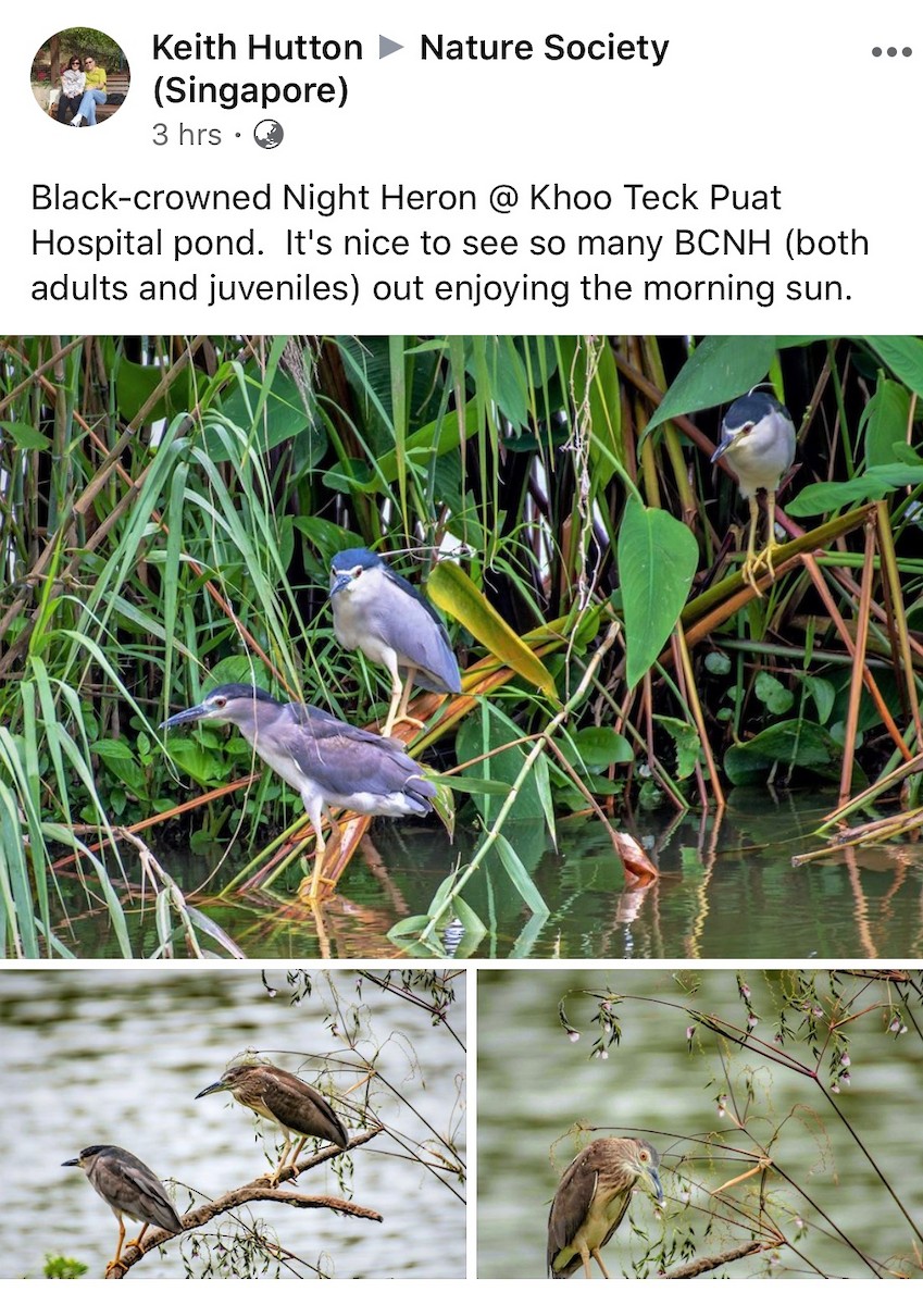 Black-crowned Night Heron - ML231595141