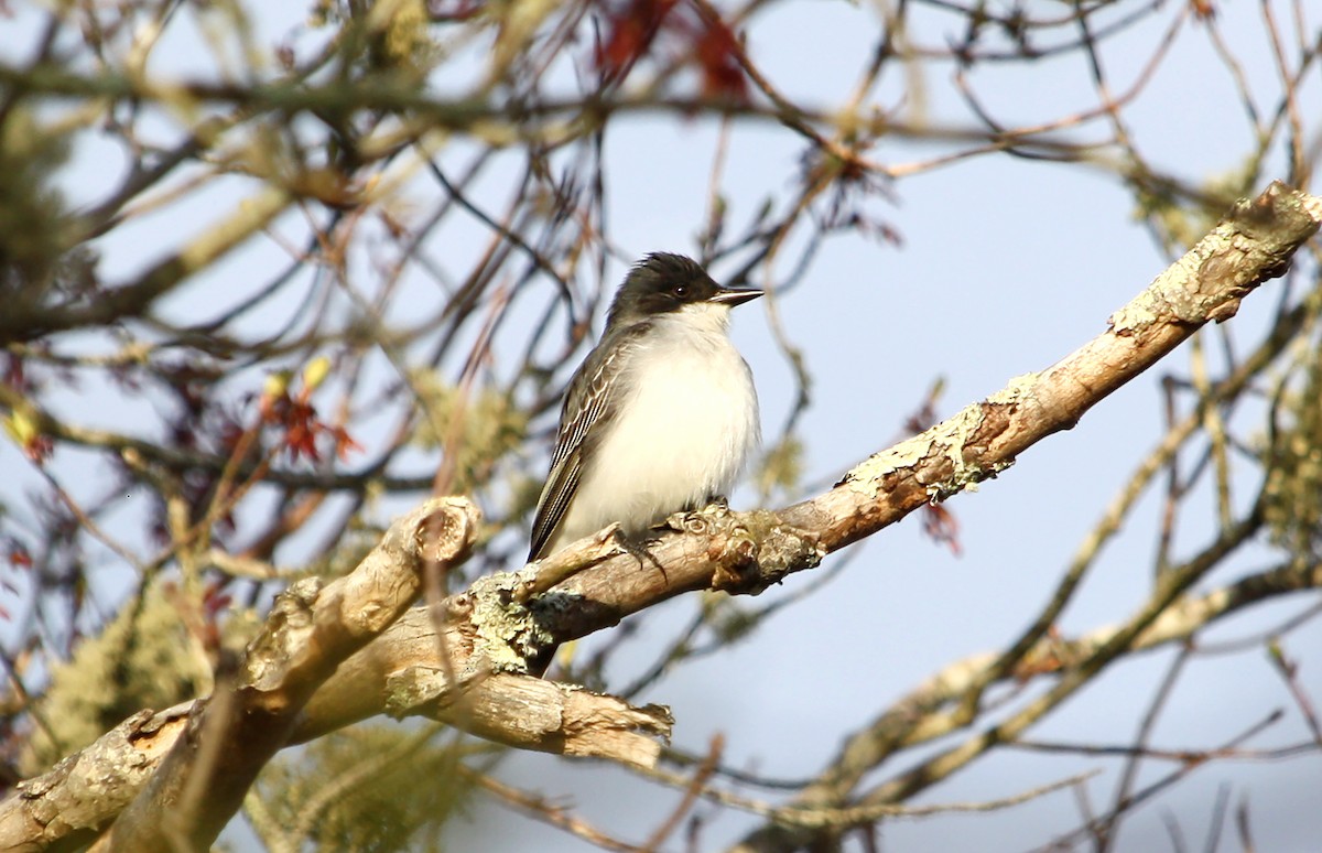 Eastern Kingbird - ML231595441