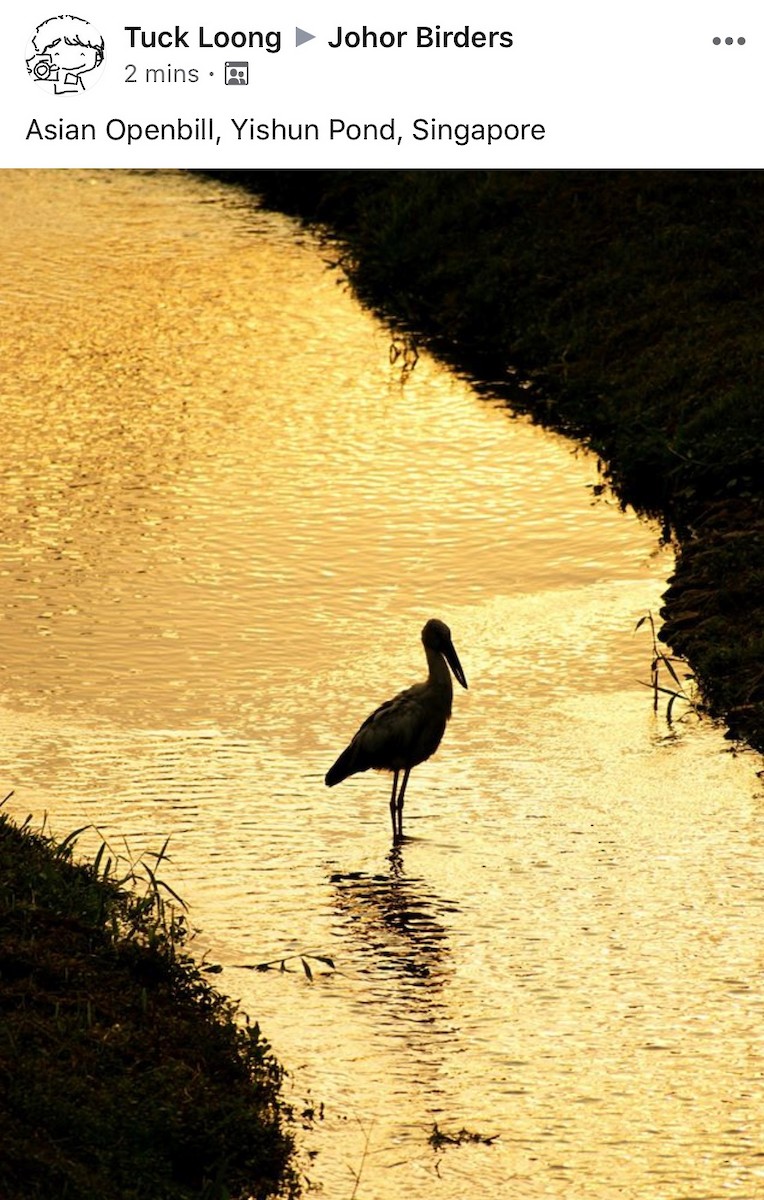 Asian Openbill - ML231595571
