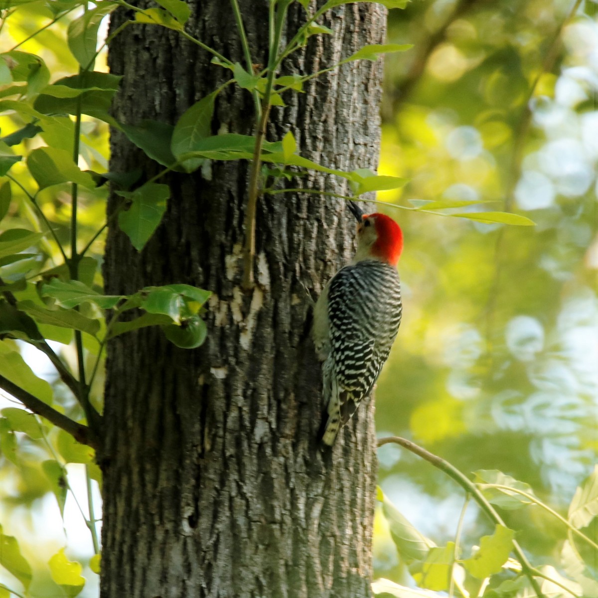 Red-bellied Woodpecker - ML231596271