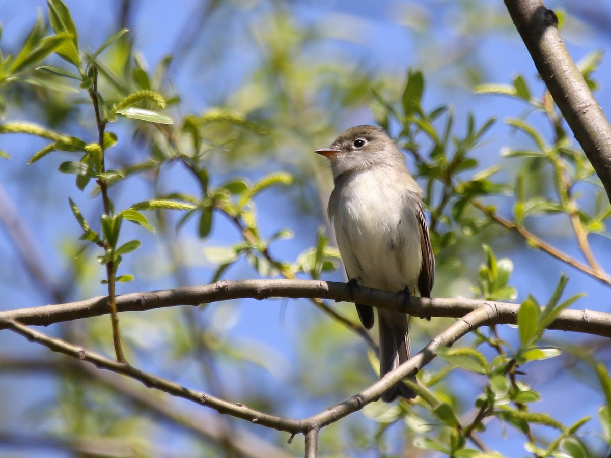 Least Flycatcher - ML231596361