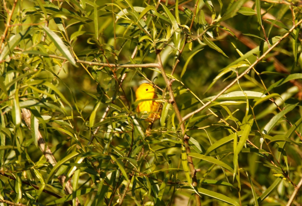 lesňáček žlutý - ML231597011