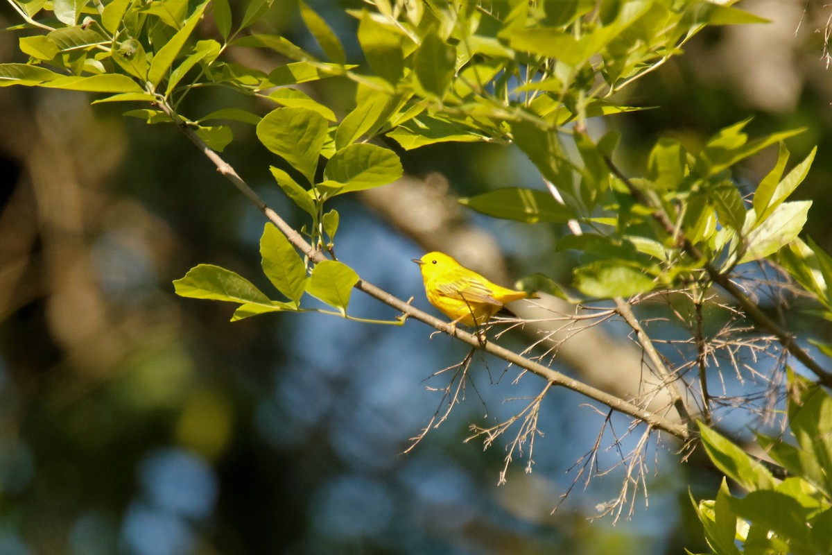 Yellow Warbler - Mary Erickson