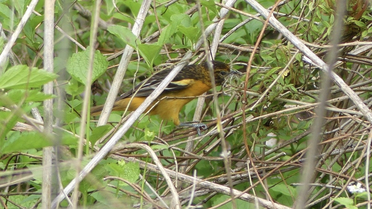 Baltimore Oriole - ML231597381