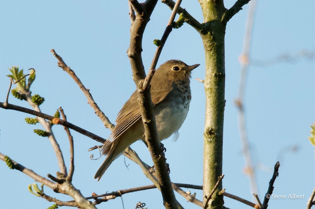 Swainson's Thrush - ML231598641