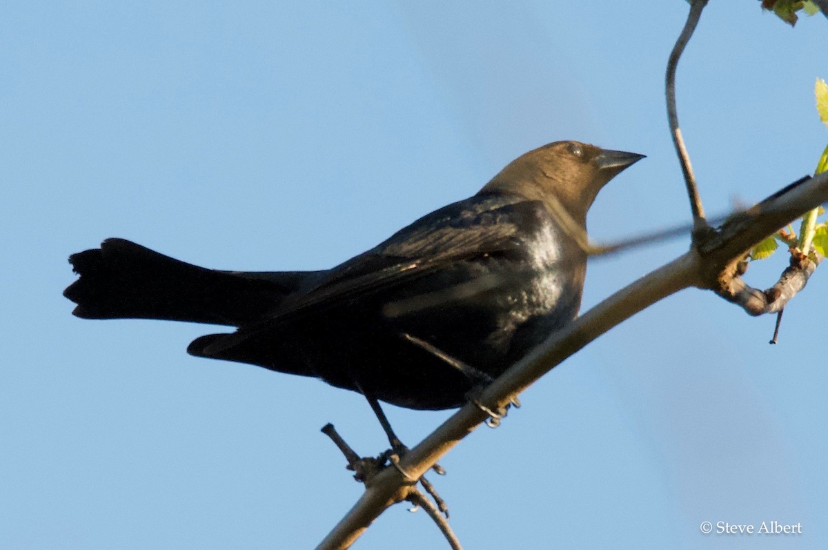 Brown-headed Cowbird - ML231598681