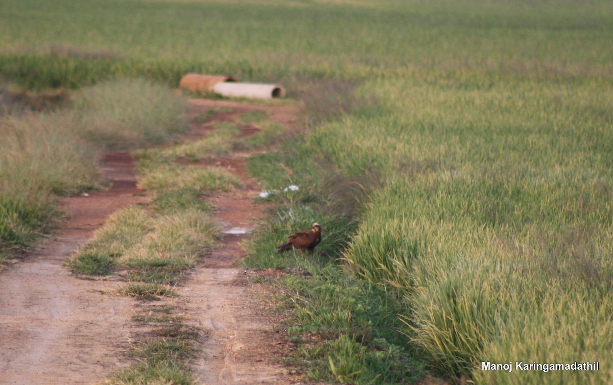 Western Marsh Harrier - ML23160001