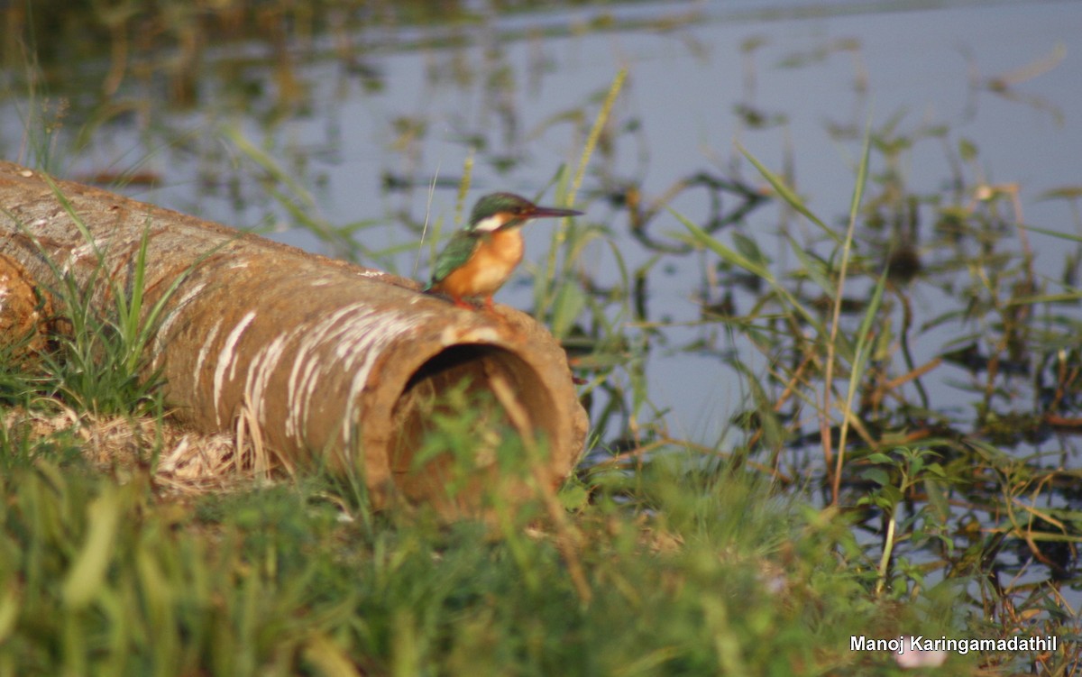 Common Kingfisher - ML23160071