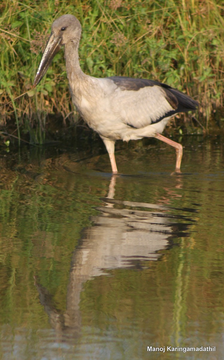 Asian Openbill - ML23160081