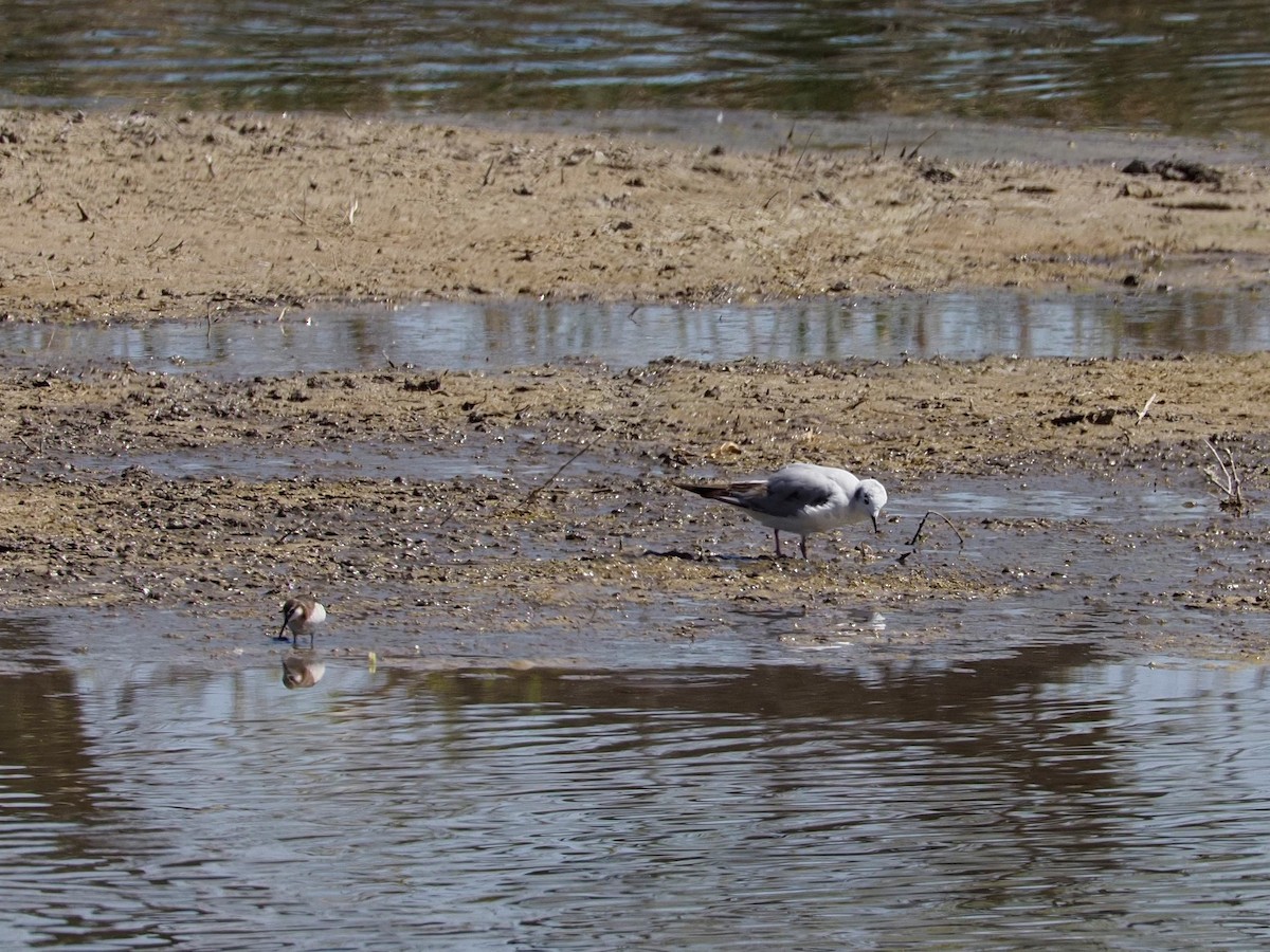 Bonaparte's Gull - ML231601661