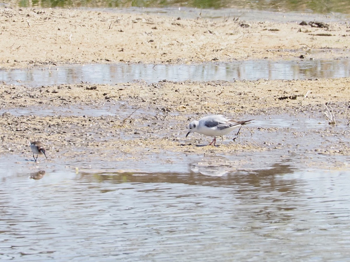 Bonaparte's Gull - ML231601771