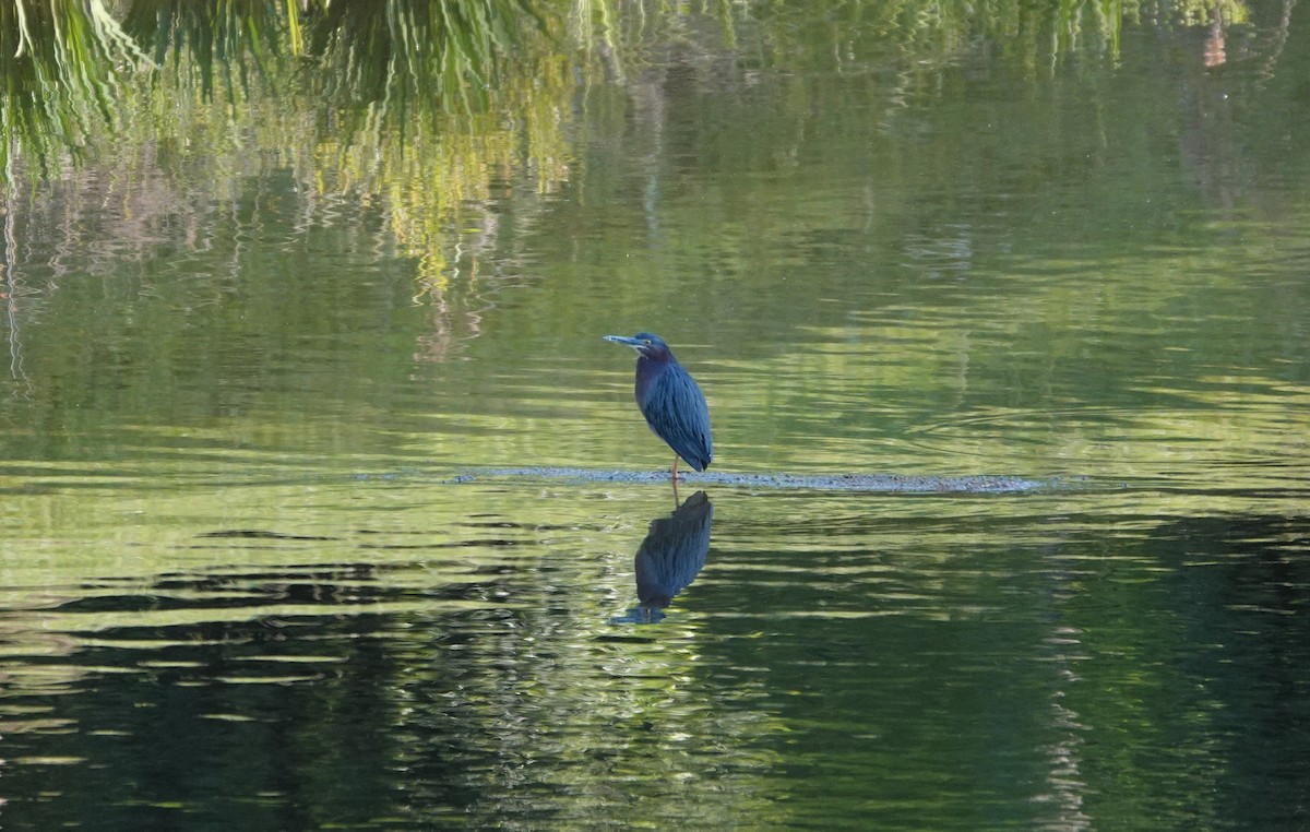 Green Heron - ML231601901