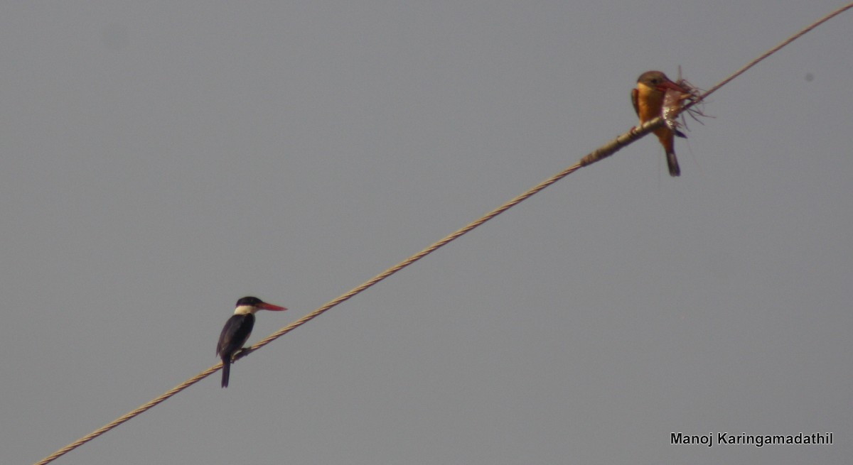 Stork-billed Kingfisher - ML23160191