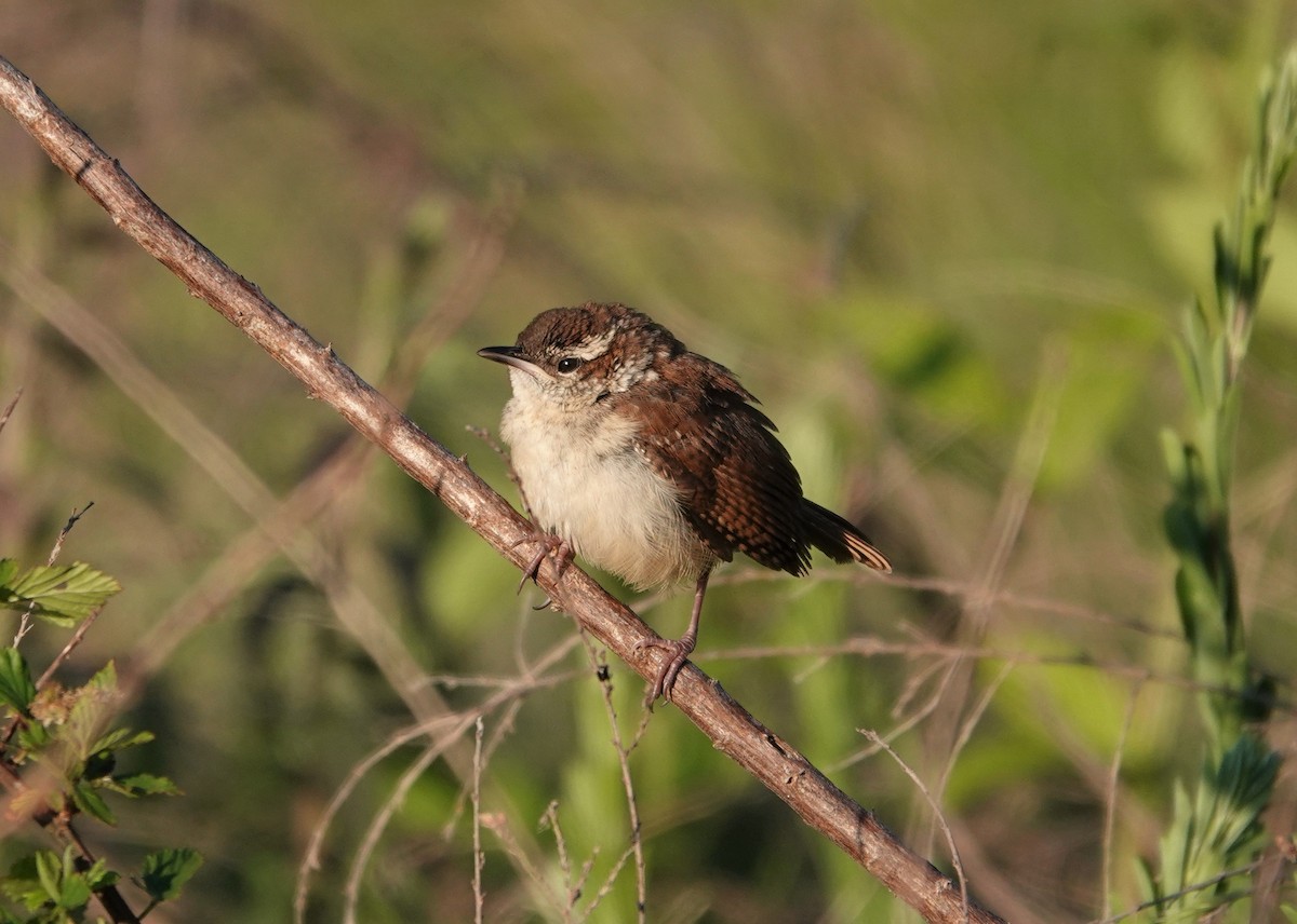 Carolina Wren - ML231601991