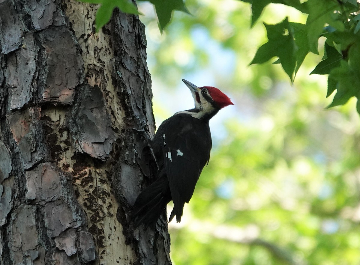 Pileated Woodpecker - ML231602751