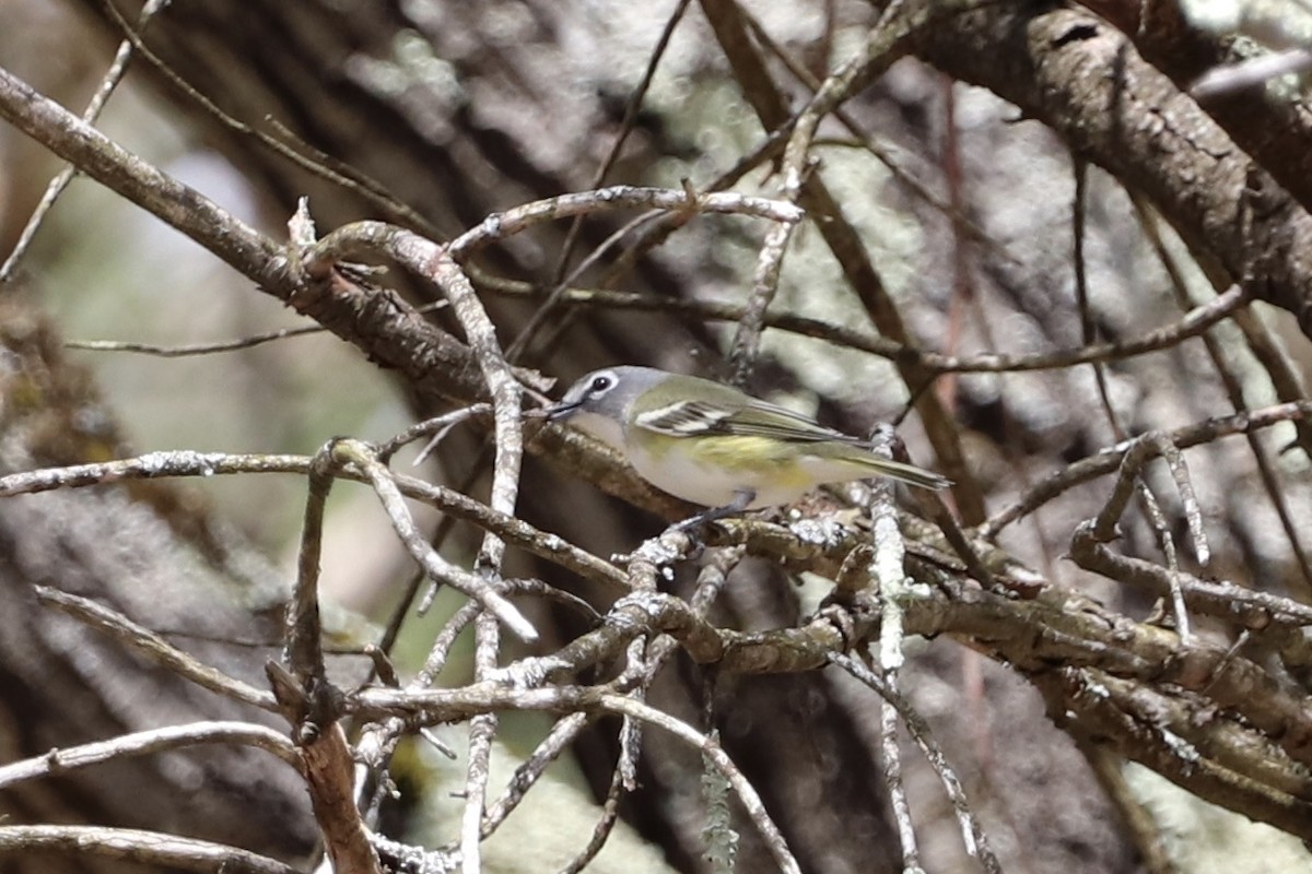 Blue-headed Vireo - ML231602911