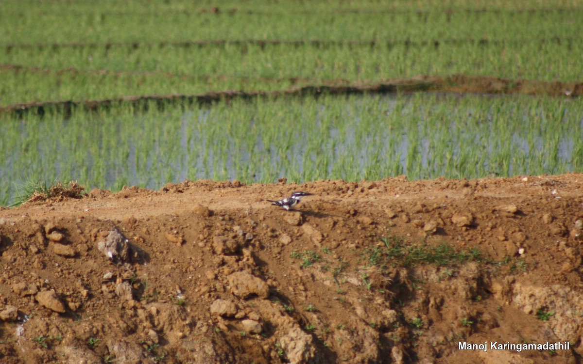 Pied Kingfisher - ML23160331