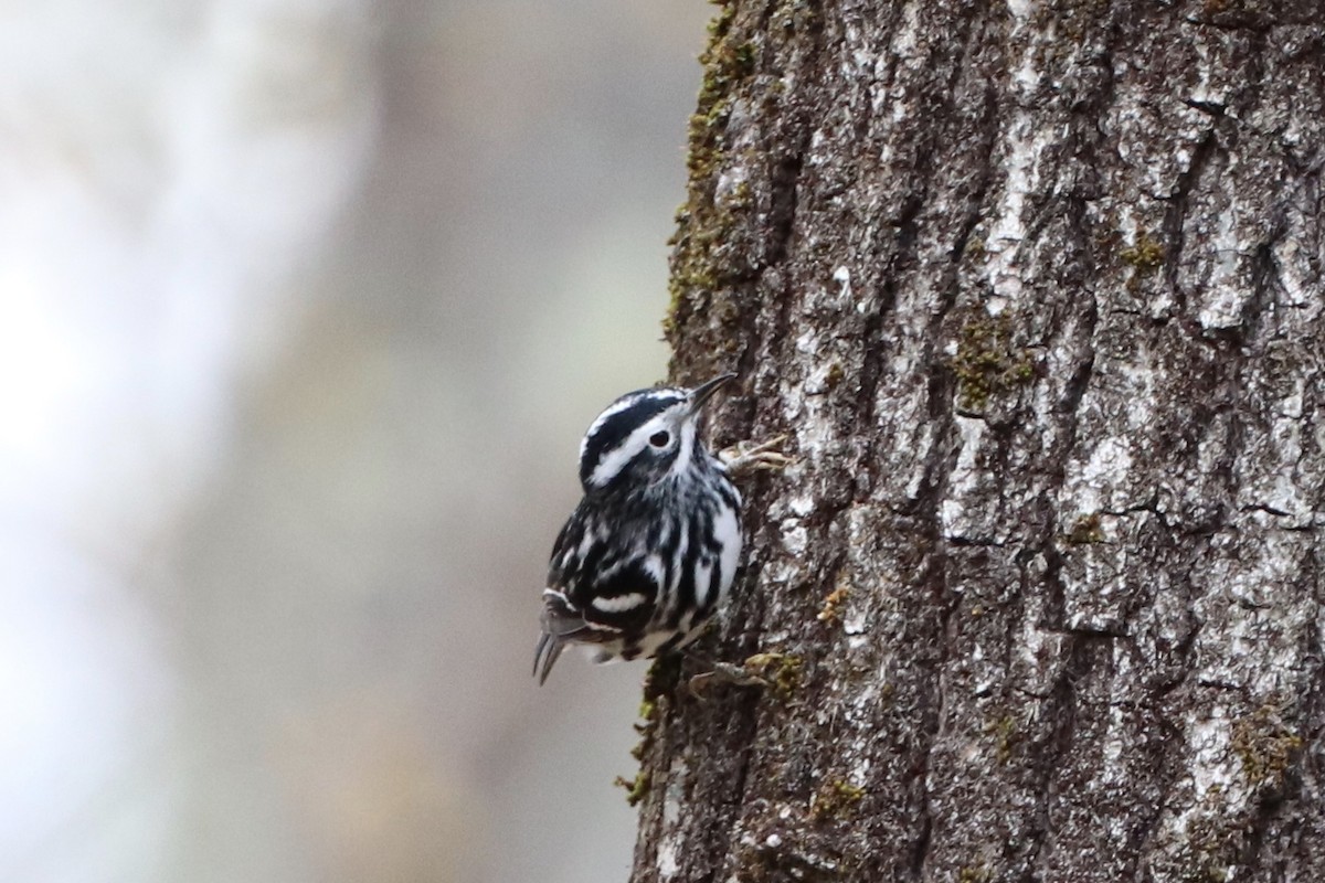 Black-and-white Warbler - ML231603481