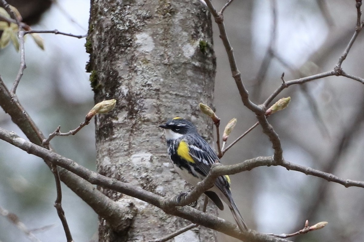 Yellow-rumped Warbler (Myrtle) - ML231603561