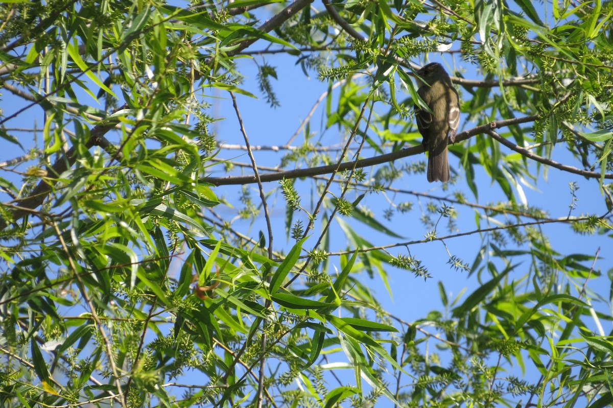 Willow Flycatcher - Eddie Owens