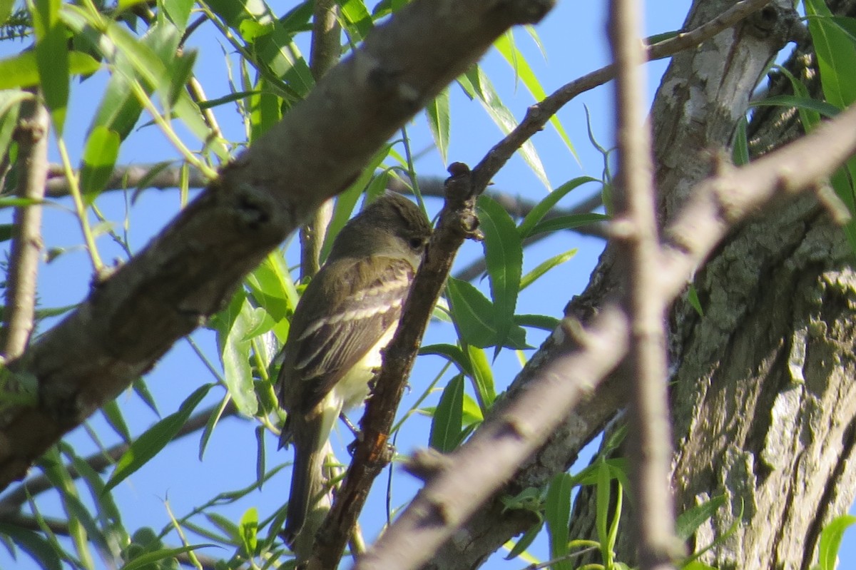 Willow Flycatcher - Eddie Owens