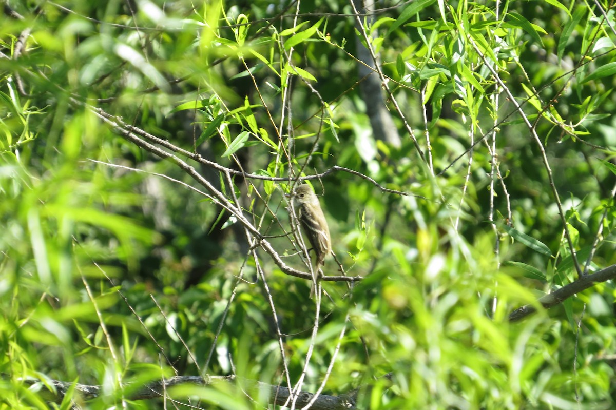 Willow Flycatcher - Eddie Owens