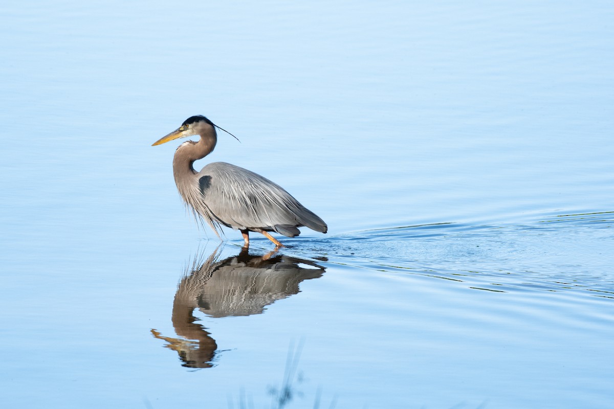 Great Blue Heron - ML231604201