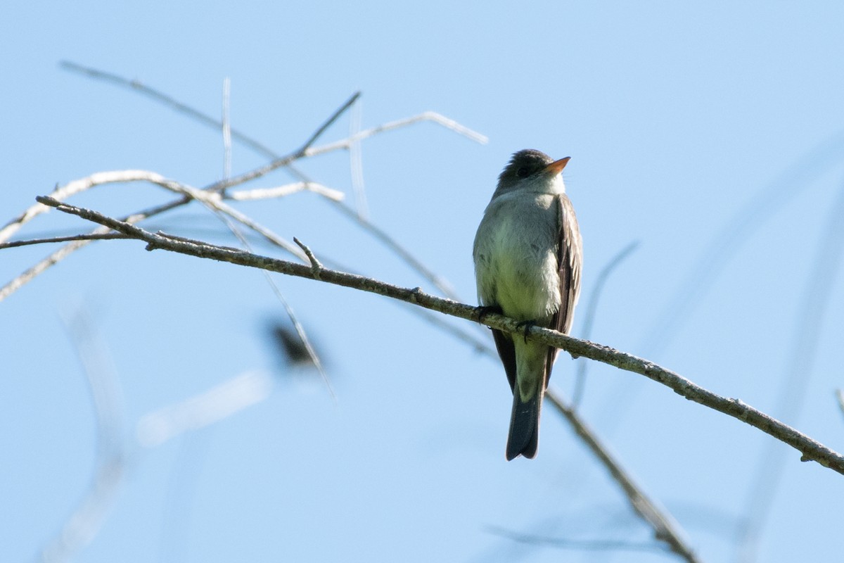 Eastern Wood-Pewee - ML231604231