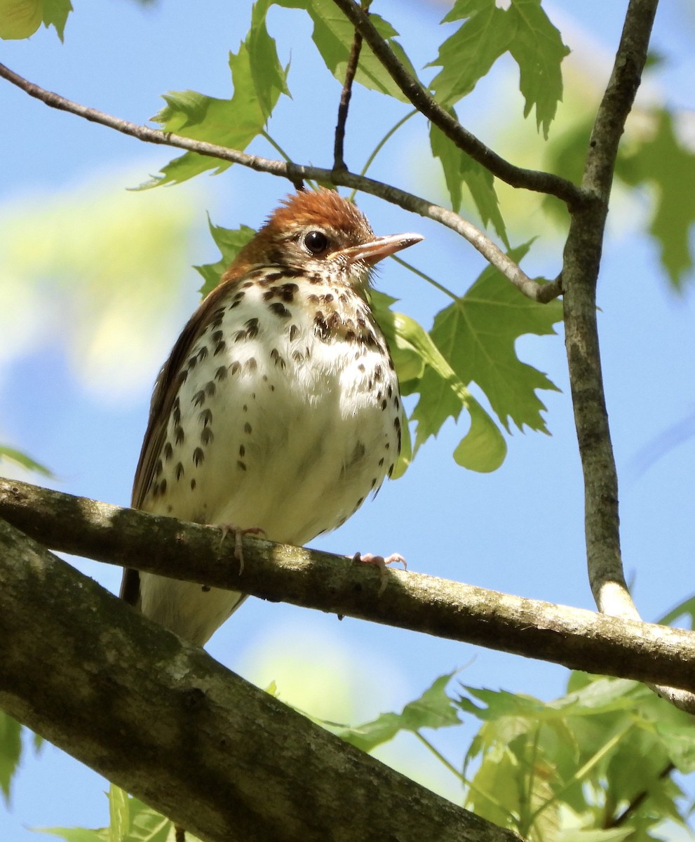 Wood Thrush - ML231604391