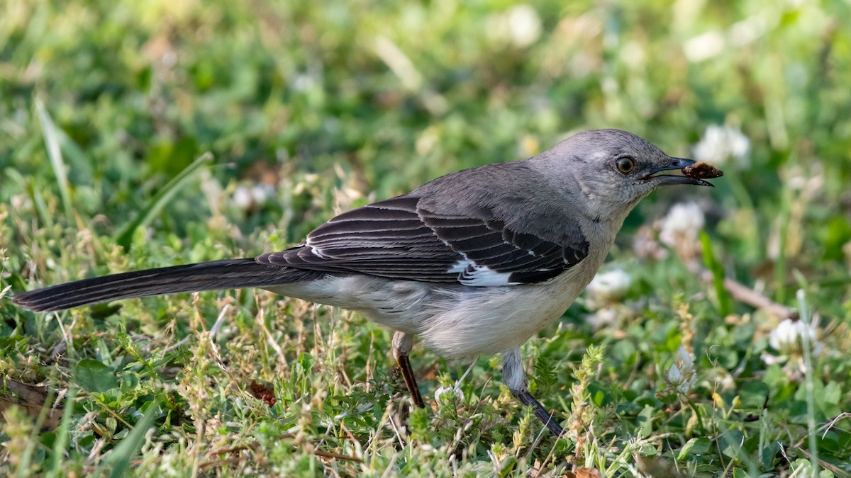 Northern Mockingbird - ML231604651