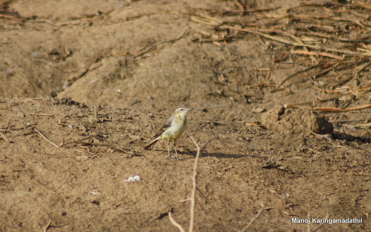 Western Yellow Wagtail - ML23160491