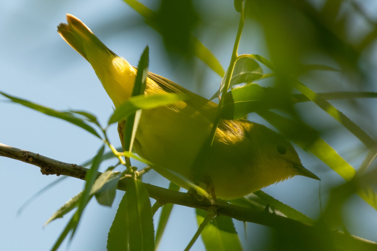 Yellow Warbler (Northern) - ML231604941
