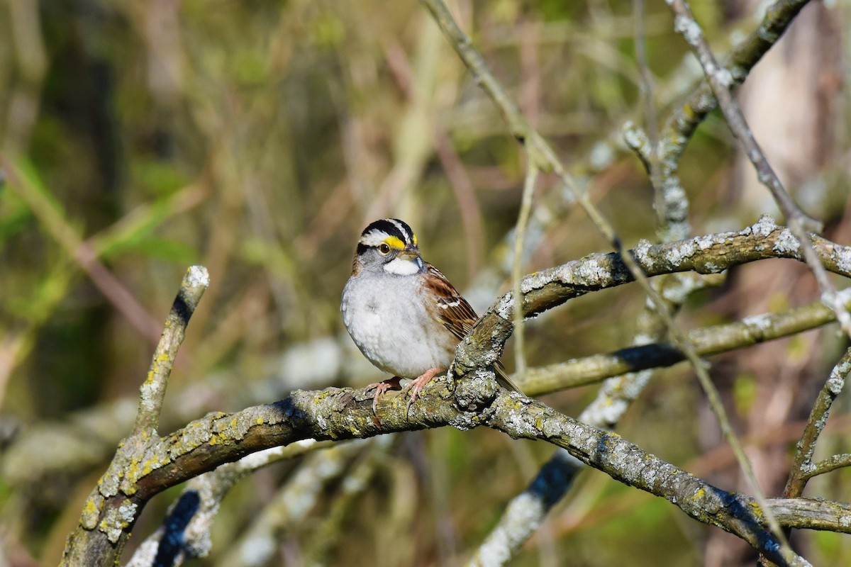 White-throated Sparrow - Tom M