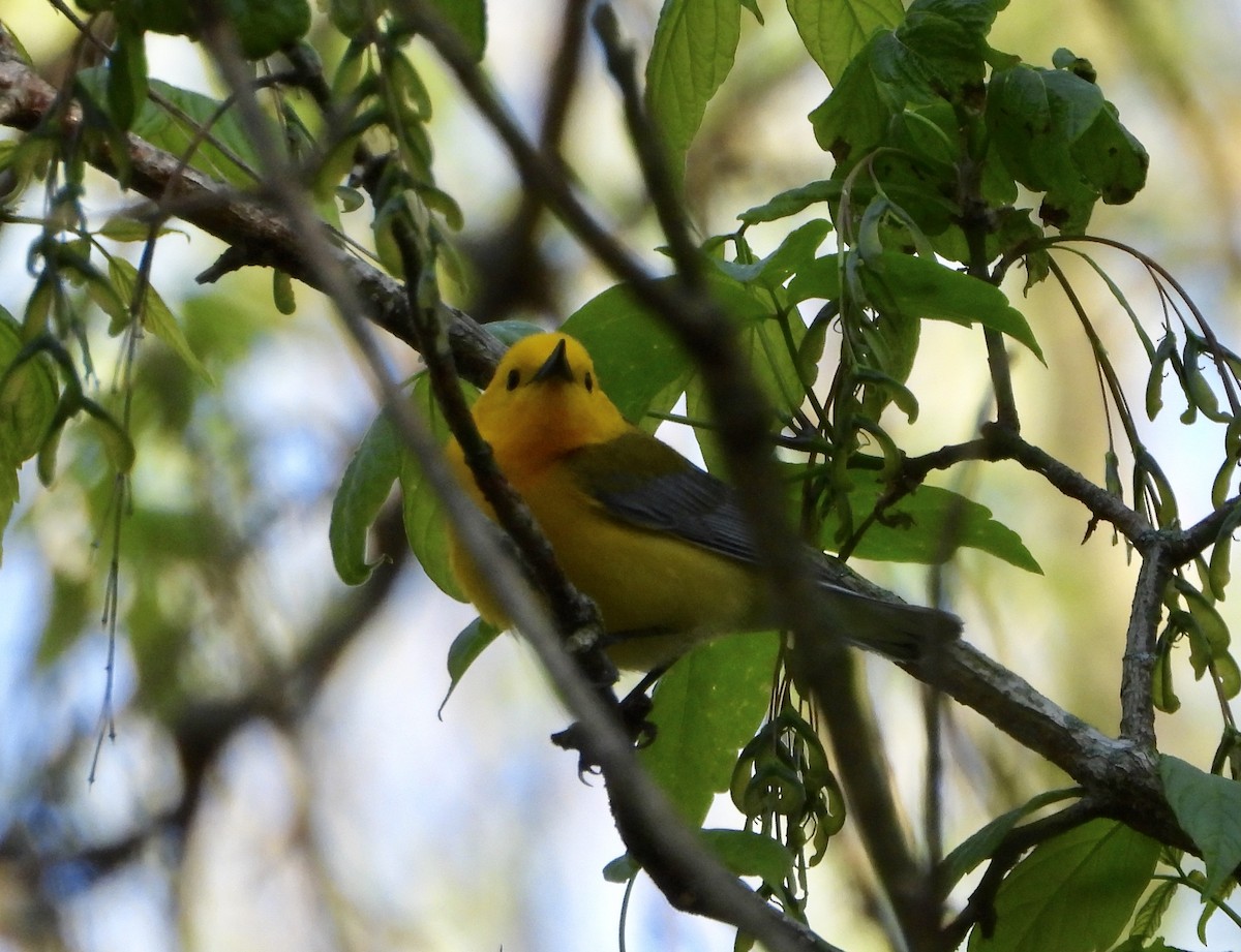 Prothonotary Warbler - ML231605671