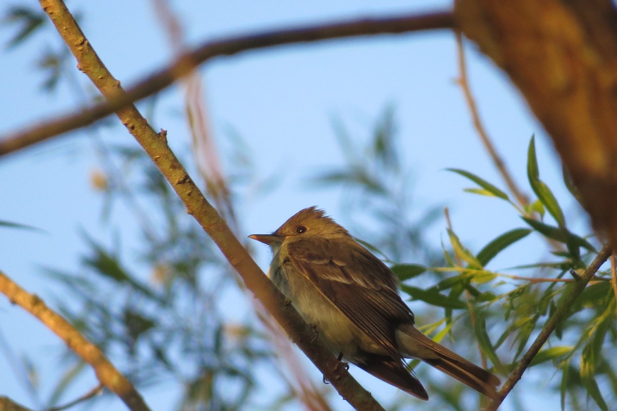 Eastern Wood-Pewee - ML231605971