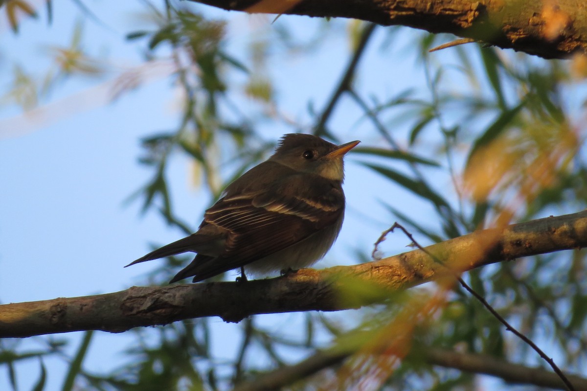 Eastern Wood-Pewee - ML231606021
