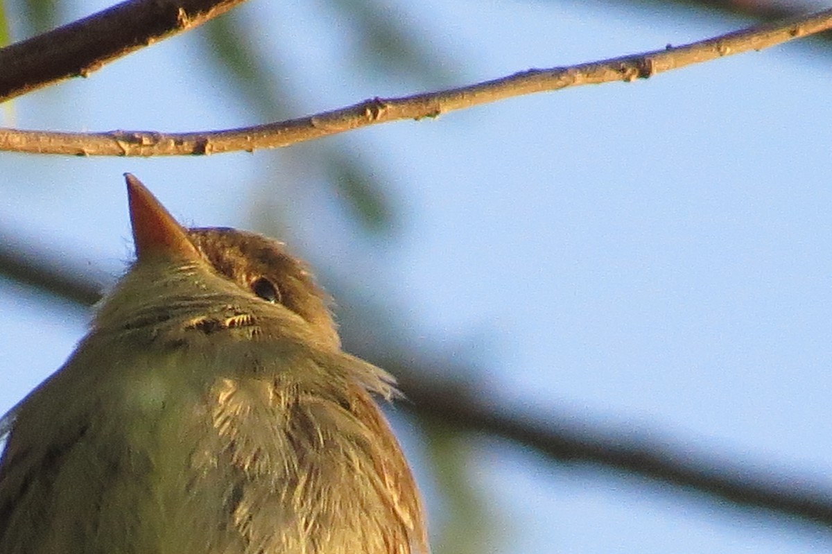 Eastern Wood-Pewee - ML231606081