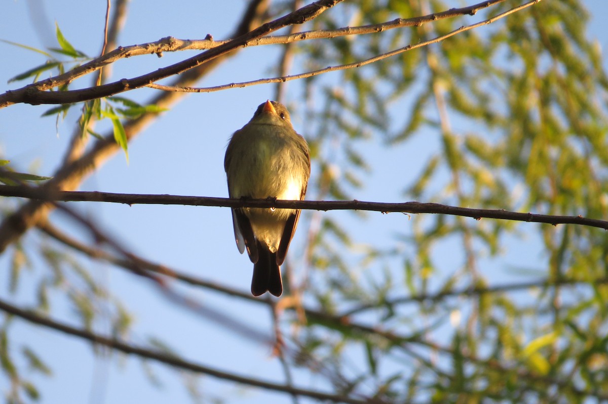 Eastern Wood-Pewee - ML231606101