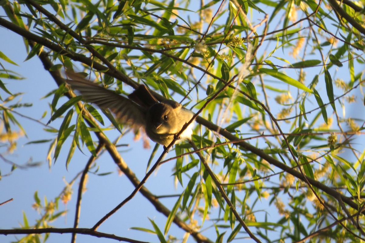 Eastern Wood-Pewee - ML231606111