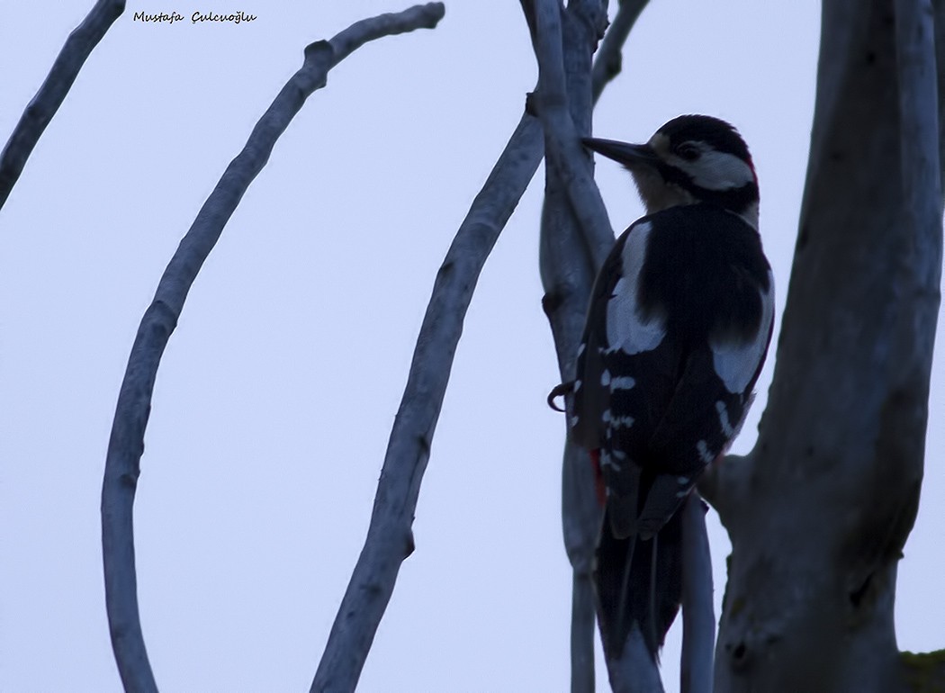 Great Spotted/Syrian Woodpecker - Mustafa Çulcuoğlu