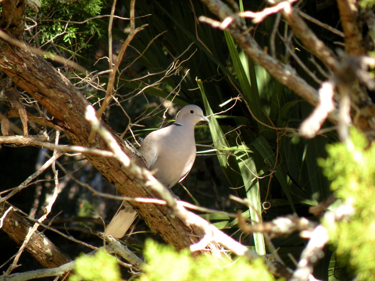 Eurasian Collared-Dove - Alyssa DeRubeis