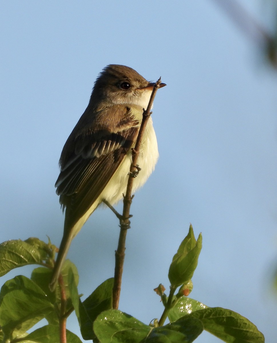 Willow Flycatcher - ML231612241