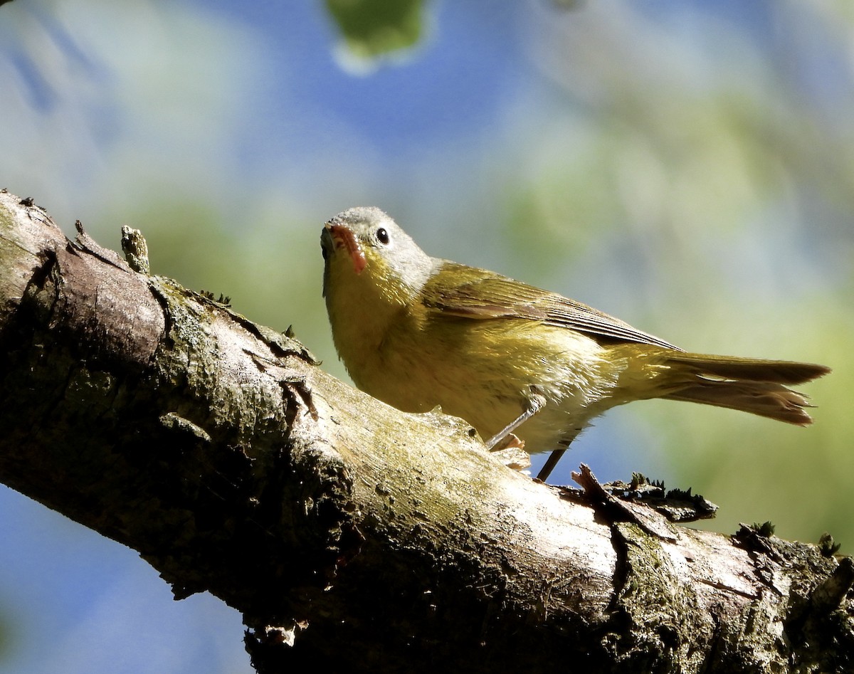 Nashville Warbler - ML231612691