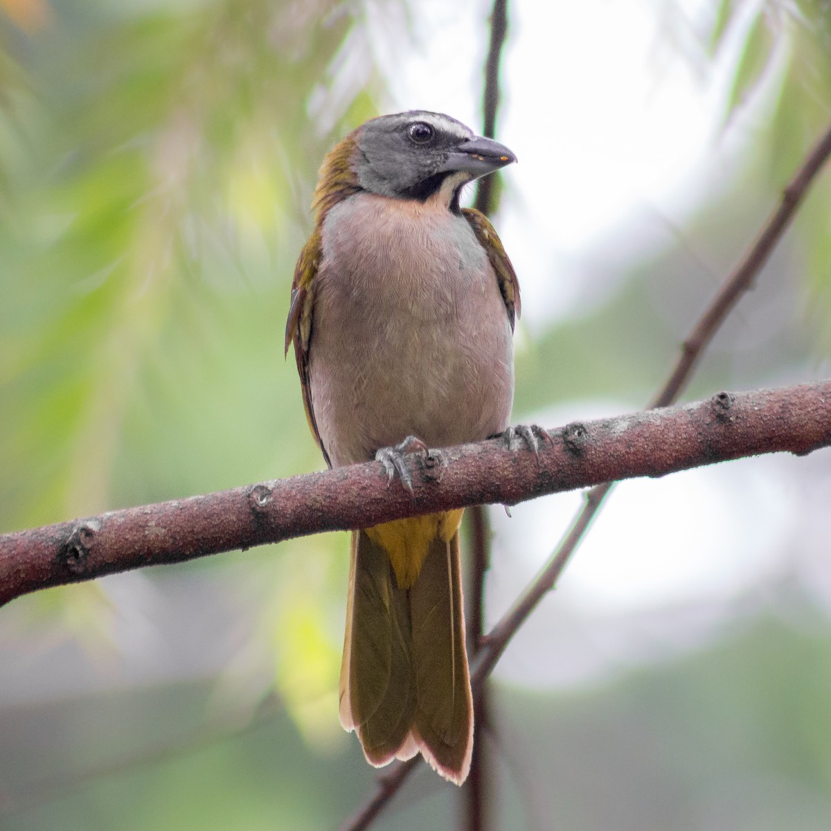 Buff-throated Saltator - Santiago Lugo Enciso