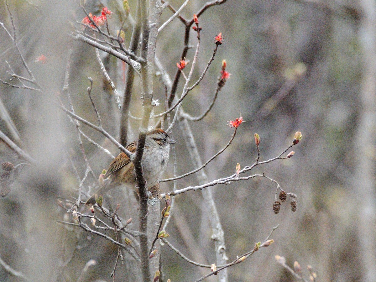 Swamp Sparrow - ML231613971